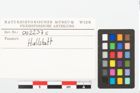 Etikett zu Schneckengehäuse (NHMW-PRAE-002237c)